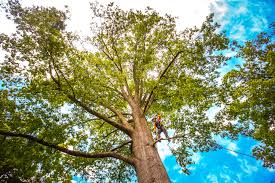 Why Choose Our Tree Removal Services in Memphis, TX?