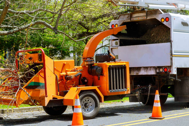 Trusted Memphis, TX  Tree Services Experts